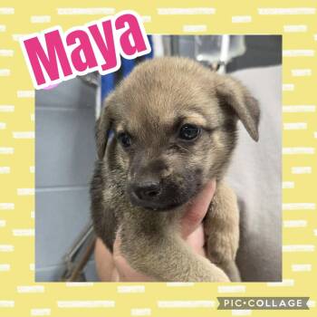 Maya -  German Shepherd Dog and Labrador Retriever Dog for Adoption in Ringwood, New Jersey - Maya | PetCurious