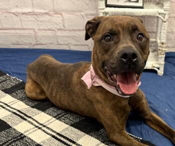 Peaches -  Plott Hound and Mixed Breed Dog for Adoption in Detroit, Michigan - Peaches | PetCurious