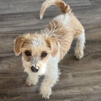 Terrier Dogs Available for Adoption - Benny | PetCurious