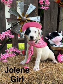 Jolene * -  Pointer and Labrador Retriever Dog for Adoption in West Palm Beach, Florida - Jolene * | PetCurious