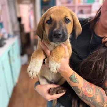 Shepherd and Great Pyrenees Dogs Available for Adoption in Port Richey, Florida - Everest | PetCurious