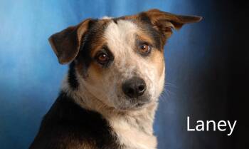 Rescue Australian Cattle Dog Blue Heeler Dogs for Adoption in Mount Vernon, Ohio - Laney | PetCurious