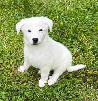 Dot -  Great Pyrenees and Australian Shepherd Dog for Adoption in Rochester, New York - Dot | PetCurious