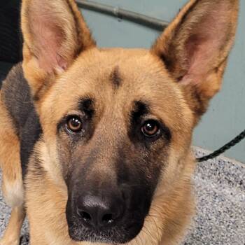 Rescue Shepherd Dogs for Adoption in Greenville, South Carolina - Sawyer | PetCurious