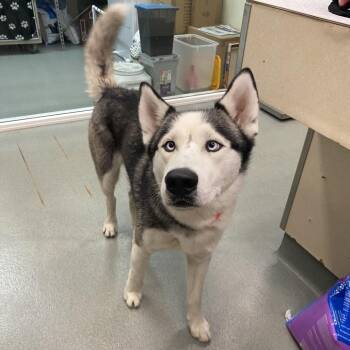 Moonstone -  Husky Dog for Adoption in Westminster, California - Moonstone | PetCurious