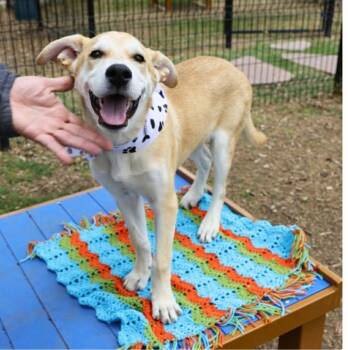 Labrador Retriever Dogs Available for Adoption in Williston, Vermont - Papi | PetCurious