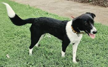 FERN -  Border Collie Dog for Adoption in Franklin, Tennessee - FERN | PetCurious