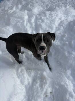 Pit Bull Terrier Dogs Available for Adoption in Trenton, Maine - Augustus* | PetCurious
