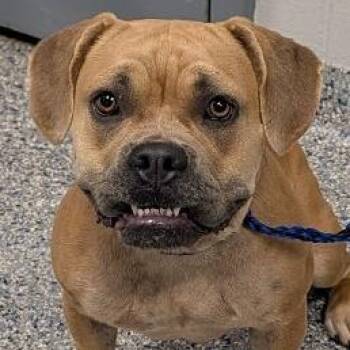 Gwen -  Mixed Breed Dog for Adoption in Greenville, South Carolina - Gwen | PetCurious