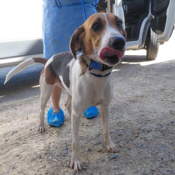 Scout 8269 -  Coonhound Dog for Adoption in Loxahatchee Groves, Florida - Scout 8269 | PetCurious
