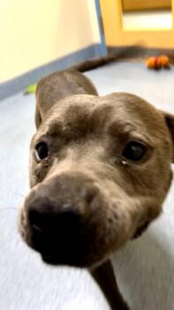 Pit Bull Terrier Dogs Available for Adoption in Suffolk, Virginia - Chino | PetCurious
