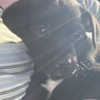 Sprocket -  Terrier and Chihuahua Dog for Adoption in Squamish, British Columbia - Sprocket | PetCurious