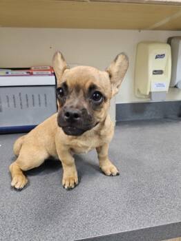 Jolene -  French Bulldog and Corgi Dog for Adoption in Kennewick, Washington - Jolene | PetCurious