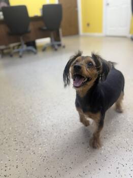 Jason -  Yorkshire Terrier Dog for Adoption in York, South Carolina - Jason | PetCurious