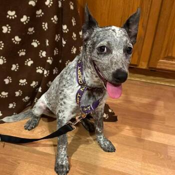 Nancy -  Australian Cattle Dog Blue Heeler and Mixed Breed Dog for Adoption in Chicago, Illinois - Nancy | PetCurious