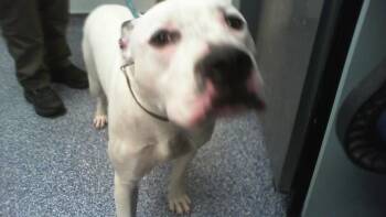 OLAF -  Pit Bull Terrier Dog for Adoption in Charlotte, North Carolina - OLAF | PetCurious