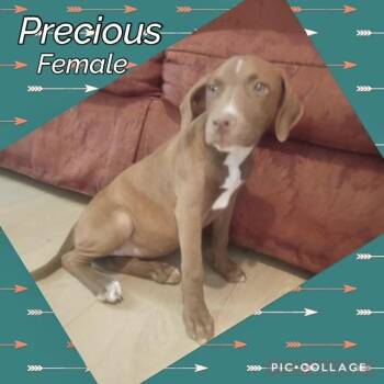 Precious -  Labrador Retriever Dog for Adoption in Manchester, Connecticut - Precious | PetCurious