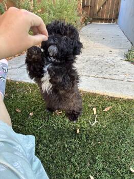 Marley -  Poodle and Shih Tzu Dog for Adoption in San Diego, California - Marley | PetCurious