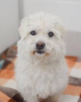 Maltese Dogs Available for Adoption in Pontiac, Michigan - Salt | PetCurious