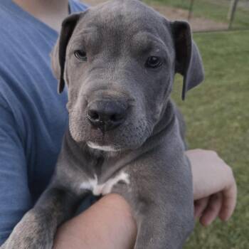 Catahoula Leopard Dog and Pit Bull Terrier Dogs Available for Adoption in Sheridan, Arkansas - Moon Pie | PetCurious