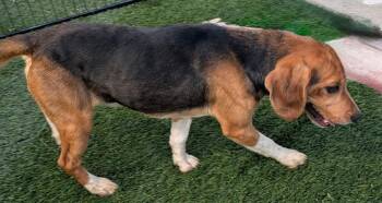 Beaglicious -  Beagle Dog for Adoption in Fort Myers, Florida - Beaglicious | PetCurious