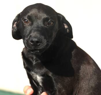 Rescue Coonhound and Labrador Retriever Dogs for Adoption in Frederick, Maryland - Paxton-Available! Www.lhar.dog To Apply! | PetCurious