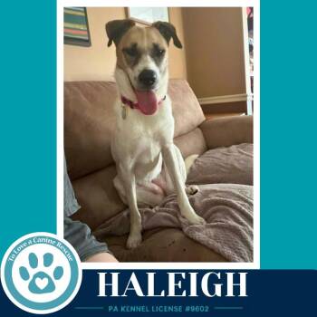 Haleigh 062026 -  Shepherd and Mixed Breed Dog for Adoption in Kimberton, Pennsylvania - Haleigh 062026 | PetCurious