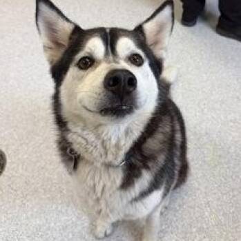 Husky Dogs Available for Adoption in Roseburg, Oregon - Peeves | PetCurious