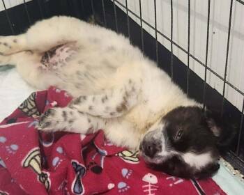 Cowgirl -  Akita and Australian Shepherd Dog for Adoption in Republic, Missouri - Cowgirl | PetCurious