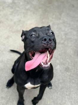 Pit Bull Terrier Dogs Available for Adoption in Chicago, Illinois - Moiraine | PetCurious