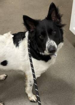 GRETA -  Border Collie and Mixed Breed Dog for Adoption - GRETA | PetCurious