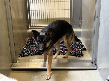 Rescue German Shepherd Dog Dogs for Adoption in Rancho Cucamonga, California - OLIVE | PetCurious