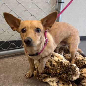 Mixed Breed Dogs Available for Adoption in Las Cruces, New Mexico - Babe | PetCurious