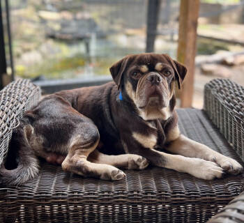 Rescue Pug Dogs for Adoption in Sandy Springs, Georgia - Lincoln | PetCurious