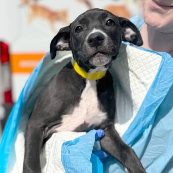 Mixed Breed Dogs Available for Adoption - Velvet | PetCurious