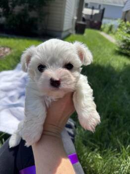Veruca (Snow