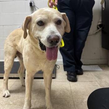 Doc Holiday -  Labrador Retriever Dog for Adoption in Birmingham, Alabama - Doc Holiday | PetCurious