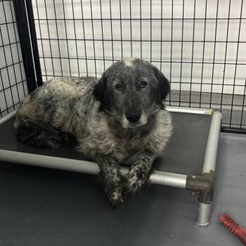 Anitta -  Great Pyrenees Dog for Adoption in St. Louis, Missouri - Anitta | PetCurious