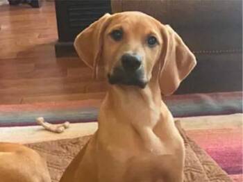Meet Kaiser, Lucy, Lexi, Kato, Luke, and Kona (TX) -  Redbone Coonhound Dog for Adoption - Meet Kaiser, Lucy, Lexi, Kato, Luke, And Kona (TX) | PetCurious