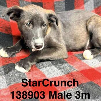 Rescue Shepherd Dogs for Adoption in New Tazewell, Tennessee - Star Crunch | PetCurious
