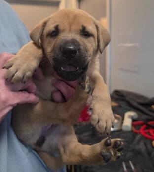 Labrador Retriever Dogs Available for Adoption in Liberty, Missouri - Arizona | PetCurious