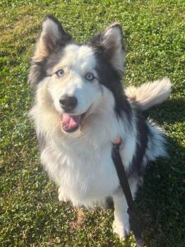 Mocha -  Alaskan Malamute and Collie Dog for Adoption in Brunswick, Ohio - Mocha | PetCurious