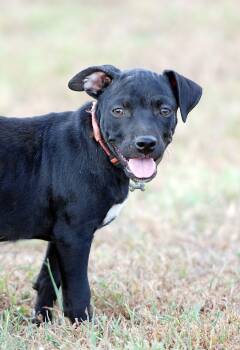 Truffles -  American Bully and Dachshund Dog for Adoption in Madisonville, Texas - Truffles | PetCurious