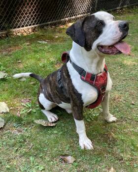 Rescue Pit Bull Terrier Dogs for Adoption in Hummelstown, Pennsylvania - Arrow | PetCurious