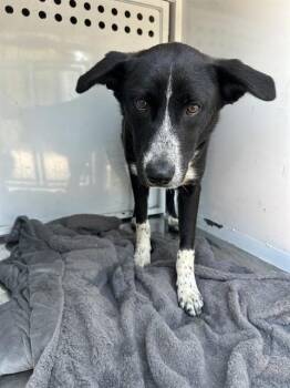 NOAH -  Border Collie and Australian Cattle Dog Blue Heeler Dog for Adoption in Martinez, California - NOAH | PetCurious