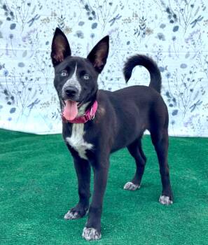 Siberian Husky and Australian Cattle Dog Blue Heeler Dogs Available for Adoption in Fairfield, Connecticut - Blue | PetCurious