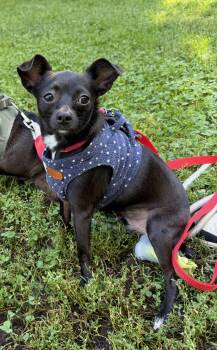 Cookie -  Chihuahua Dog for Adoption - Cookie | PetCurious