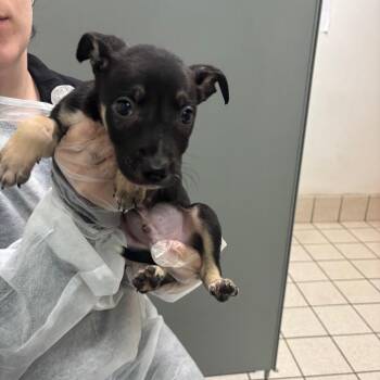 Yoshi -  Mixed Breed Dog for Adoption in Charleston, West Virginia - Yoshi | PetCurious