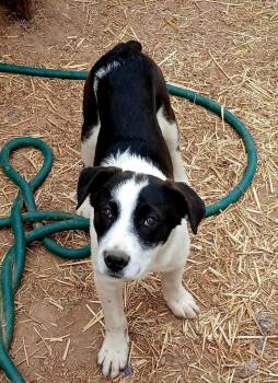 Rescue Border Collie and Labrador Retriever Dogs for Adoption in Batesville, Arkansas - Wynter | PetCurious