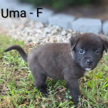 Uma -  Labrador Retriever and Mixed Breed Dog for Adoption in Griswold, Connecticut - Uma | PetCurious